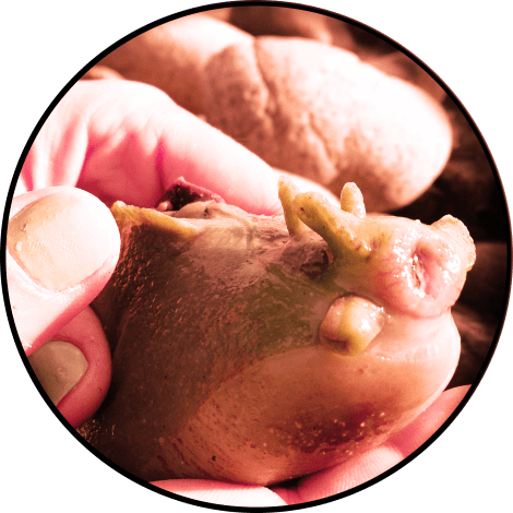 circularcrop-itlom031-chapter-nobugs copy