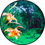 CH. 31 «Observations on The Earth» CH. 31 «Observations on The Earth»