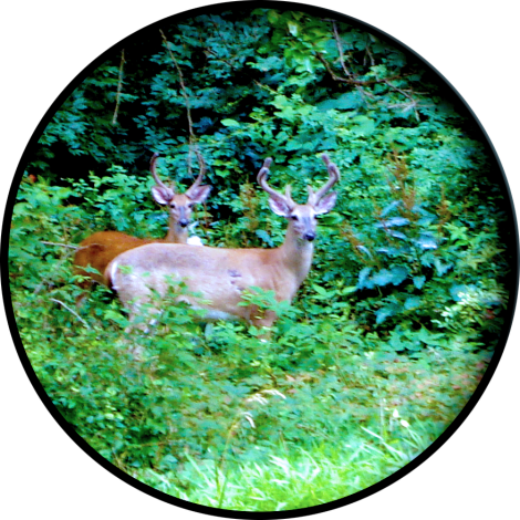 CIRCULARCROP-itlom082-chapter-stillstuckonearth copy