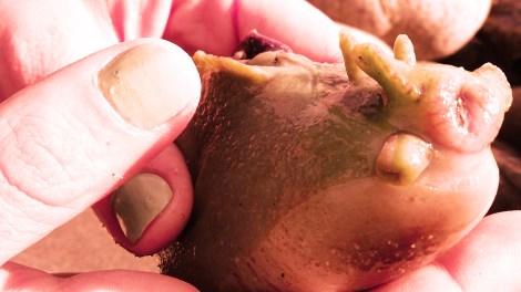 horizontalcrop-itlom031-chapter-nobugs copy