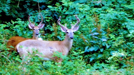 horizontalcrop-itlom082-chapter-stillstuckonearth copy